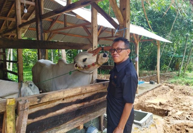 KADES BANYUMUDAL R. SUPRAPTO, BERDAYAKAN KARANG TARUNA BERWIRAUSAHA MENGOLAH LIMBAH SAPI JADI PUPUK ORGANIK DAN BIOGAS.