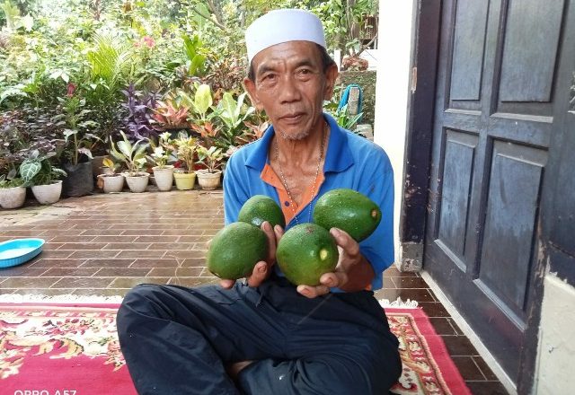 H. MUHYIN PETANI ALPUKAT SUKSES DARI CIPEDAK.